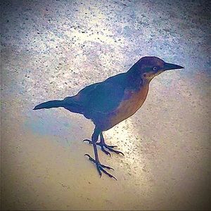 Meet your Posher, Frank